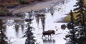Jagen in Alaska: Dillingham